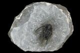 Bargain, Cyphaspis Trilobite With Long Spines #127005-1